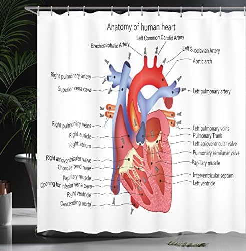 Ambesonne Science Shower Curtain Set for Bathrooms Unique anatomy design