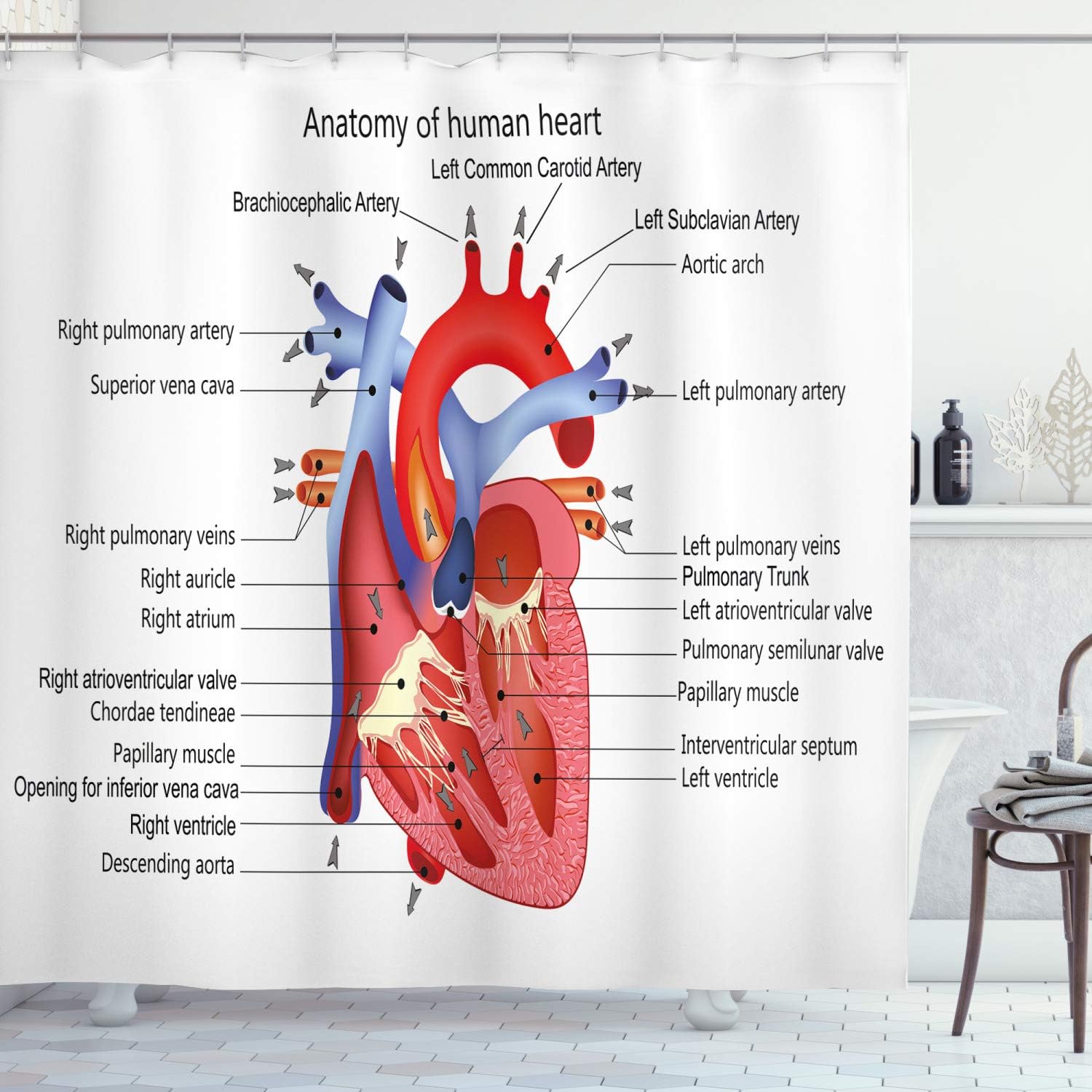 Ambesonne Science Shower Curtain Set for Bathrooms Unique anatomy design