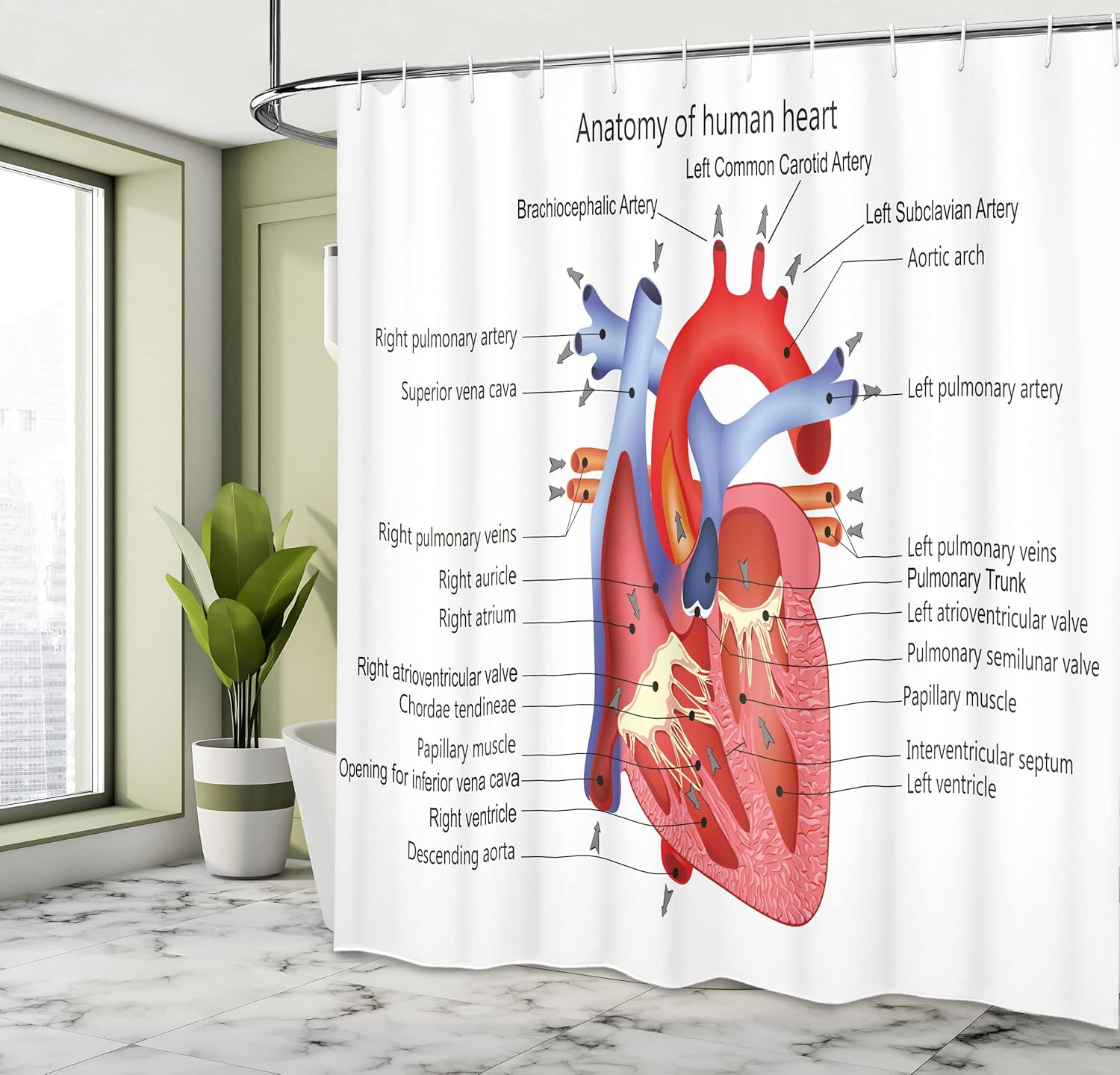 Ambesonne Science Shower Curtain Set for Bathrooms Unique anatomy design