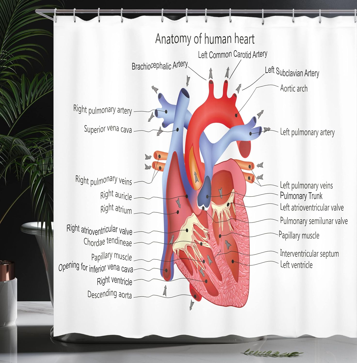 Ambesonne Science Shower Curtain Set for Bathrooms Unique anatomy design